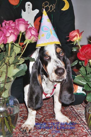 Picture of a Beautiful Basset, Maggie